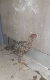 لاری اوشامو