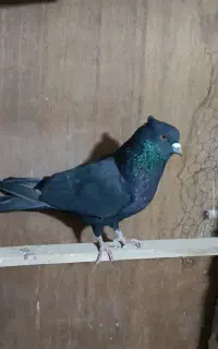 لطفاً آگهی رو بخون