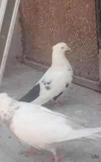 دم  سیاه زرد