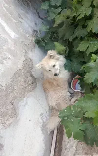 سگ پامر
