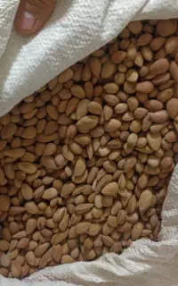 الوک کوهی( بادام تلخ کوهی)