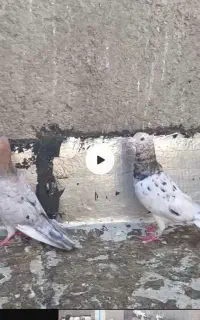 سرور مفت