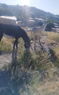 شیر الاغ سیاه