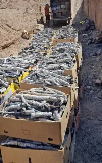 پخش ذغال