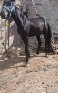 نریان ۳ساله