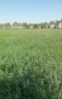 10هکتار یونجه آماده برش