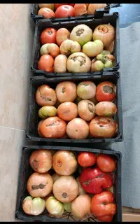 خریدار گوجه کوردی