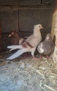 کبوتر