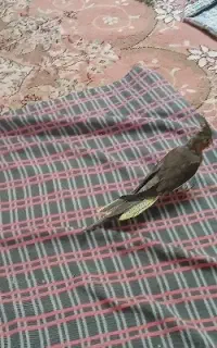 طوطی عروس هلندی گمشده