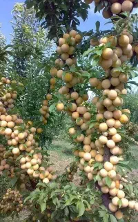 نهال ریشه پرس ارقام آلو لیبل دار