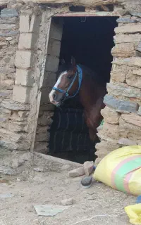 اسب بار