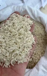 برنج طارم محلی و گیلانه خزر ( کالابرگ)