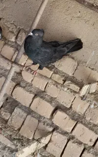 کبوتر پرشی