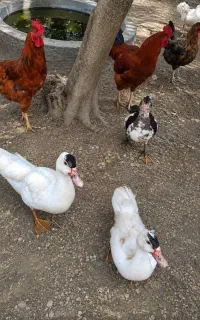 اردک اسراییلی ۳ ماهه