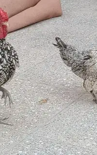 مرغ و خروس سیلور سبرایت جوجه برهمالاری رسمی