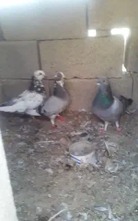کفتر