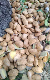 بادام شیرین درختی