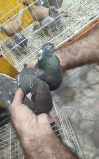 کبوتر فروشی