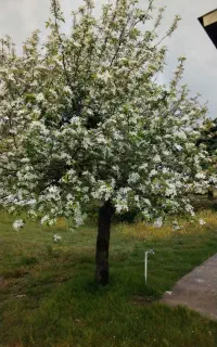 مژده مژده