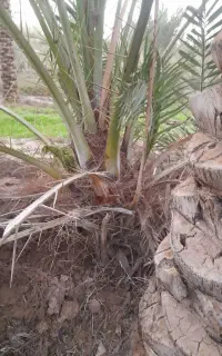 پاجوش نخل