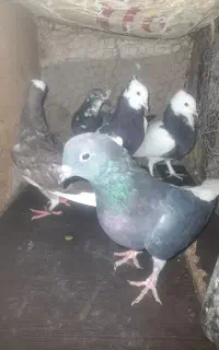 ۵عدد کبوتر