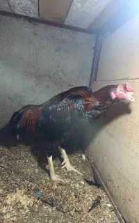 خروس لاری اوشامو جوان نسل دار