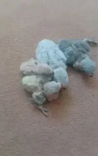 پرنده فروشی طوطی کوطوله