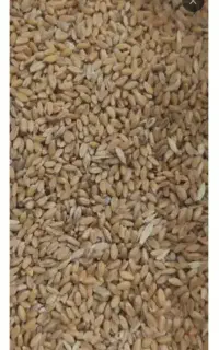 گندم بج