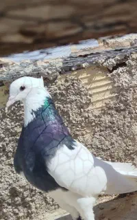 کفتر