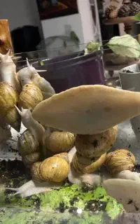۲۰ عدد حلزون آچیتا،مولد،کاملا سالم