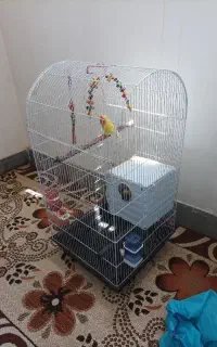 طوطی جفت