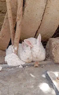 خرگوش سفید
