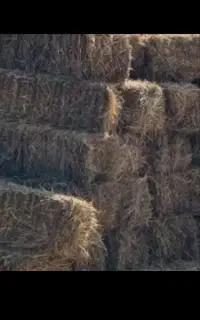 بسته ینجه