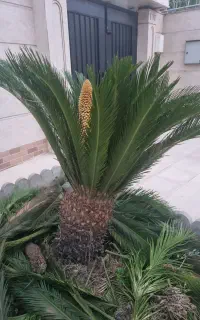 فروش سیکاس نرو ماده