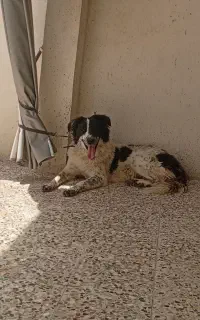 واگذاری سگ نگهبان