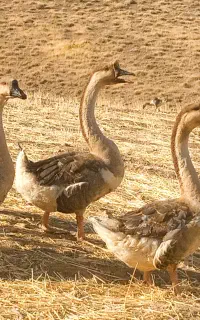 قوغاز دوساله و جوجه پنج ماهه آفریقایی نژاد اصیل