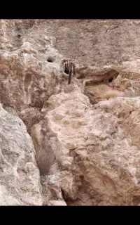 عسل سخره ی خالص درمان