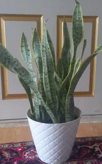 سانسوریای ابلق
