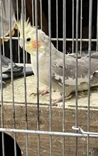 دو جفت عروس هلندی مولد به شرط