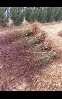 کم آب ترین مقاوم ترین بادام تونو ایتالیایی