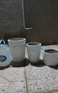 گلدان باخاک