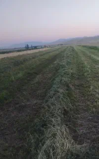 دو قطع یونجه فروشی