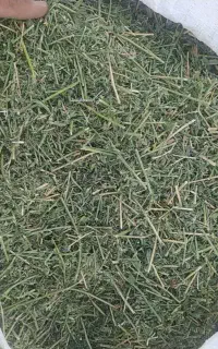 یونجه