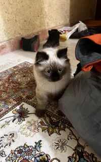 گربه نژاد دار