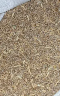 گندم دیمه