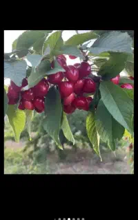 انجام کلیه کارهای باغبانی
