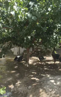 قوغاز درشت نر وماده