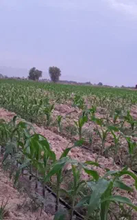 کاه یونجه