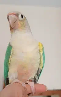 گرینچیک ماده فوق دستی