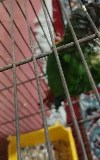 جفت مولده